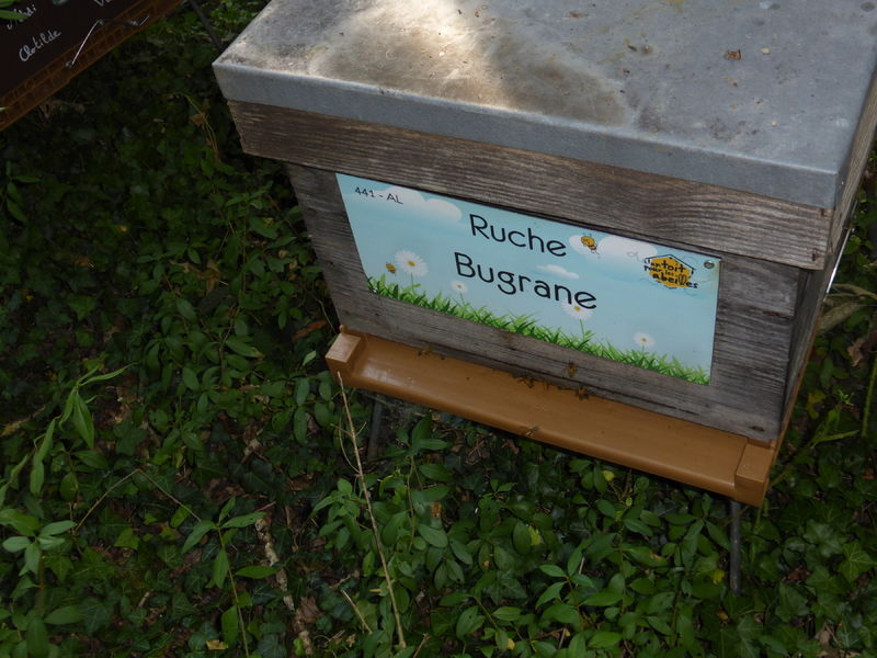 La ruche Bugrane