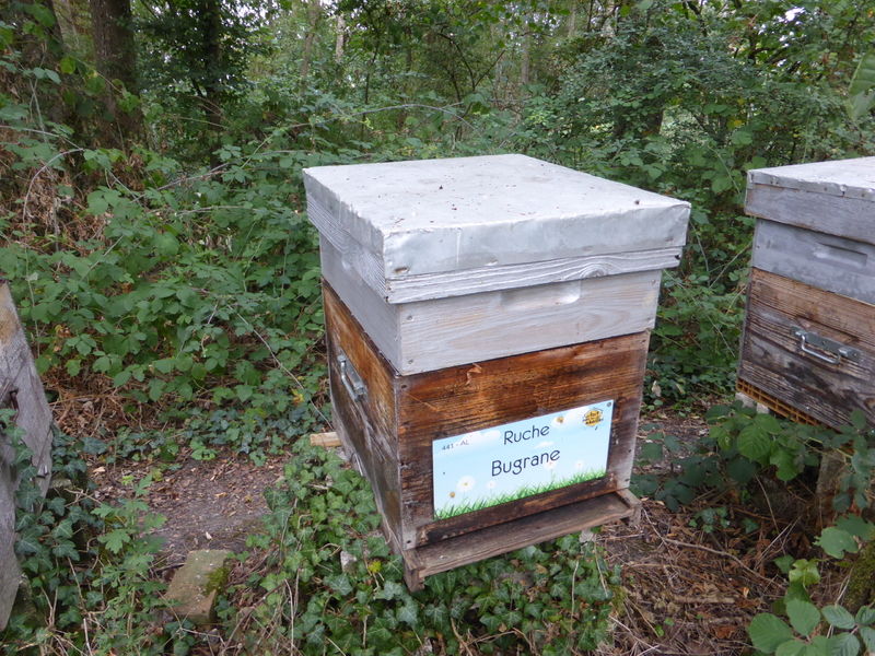 La ruche Bugrane