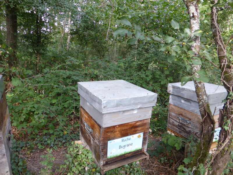 La ruche Bugrane
