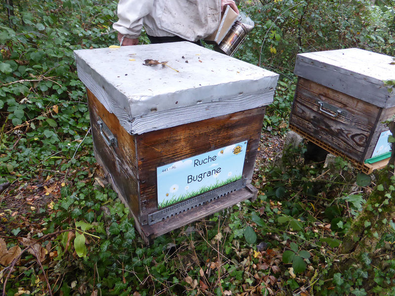 La ruche Bugrane