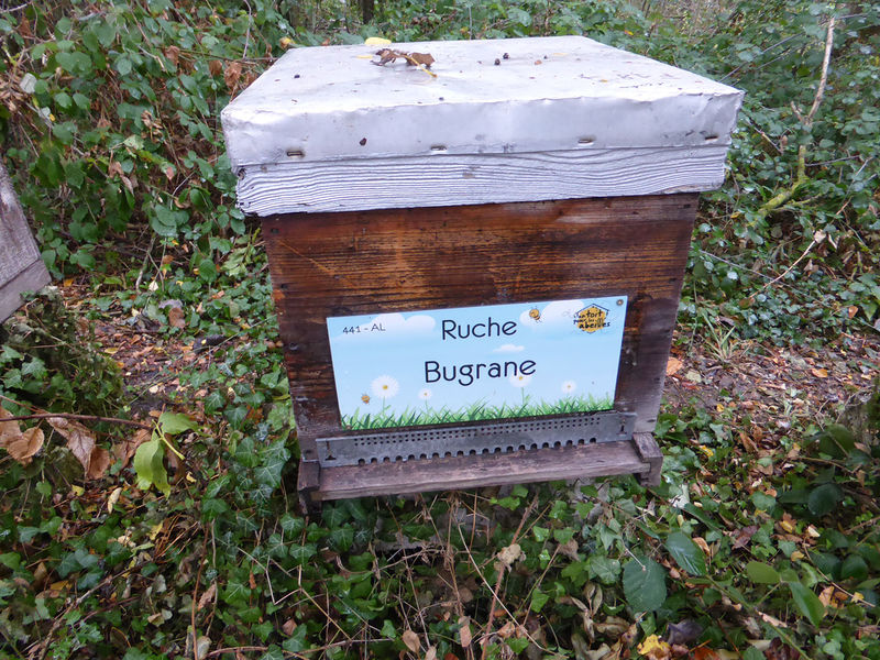 La ruche Bugrane
