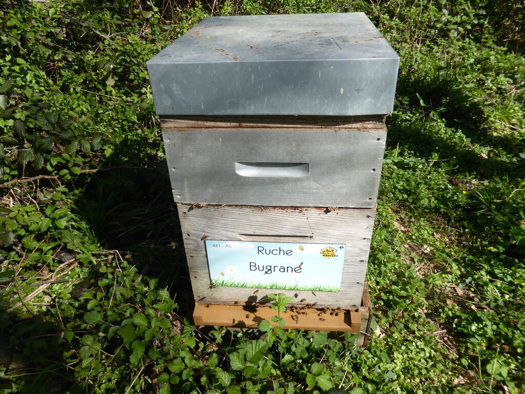 La ruche Bugrane