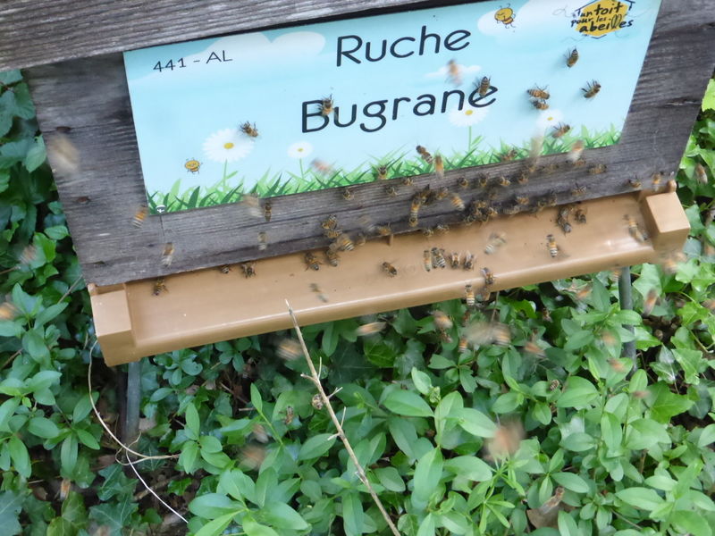 La ruche Bugrane