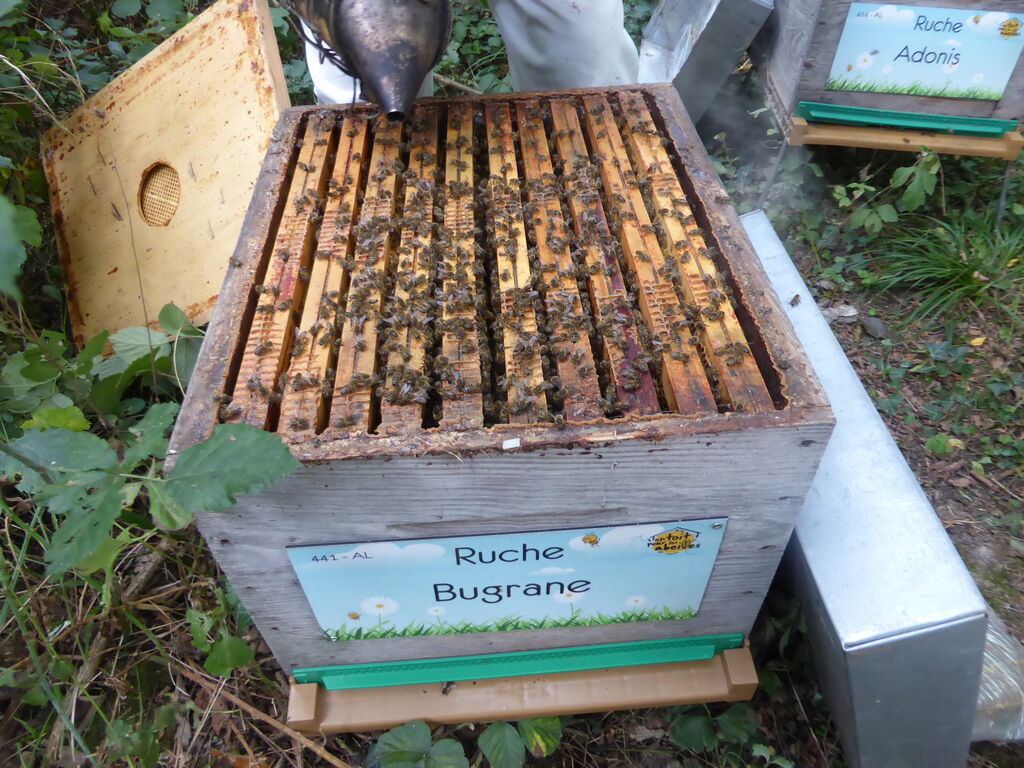 La ruche Bugrane