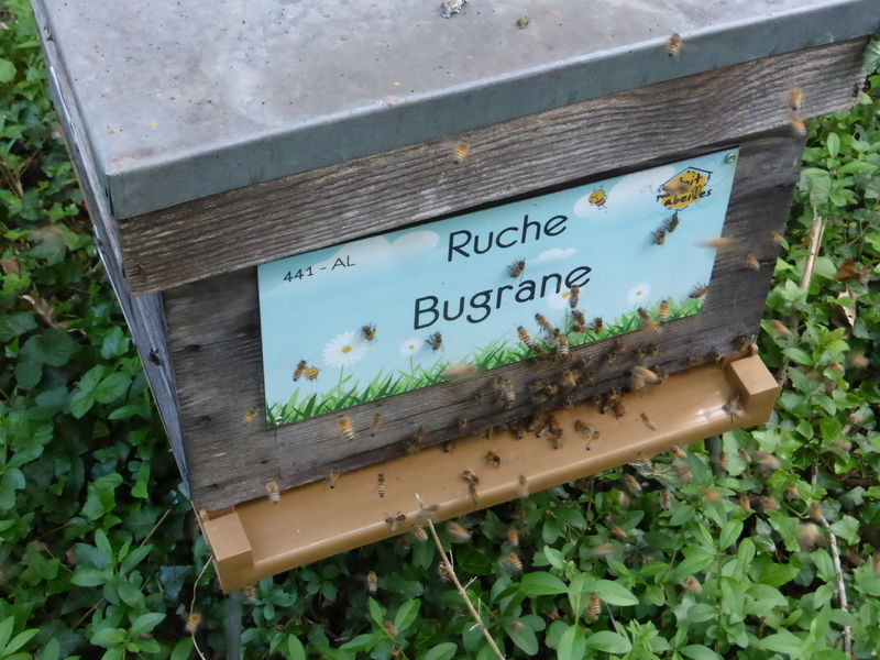 La ruche Bugrane