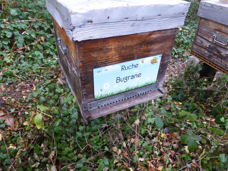 La ruche Bugrane