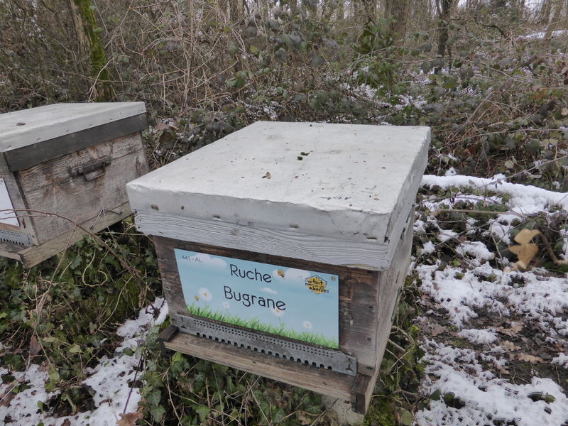 La ruche Bugrane