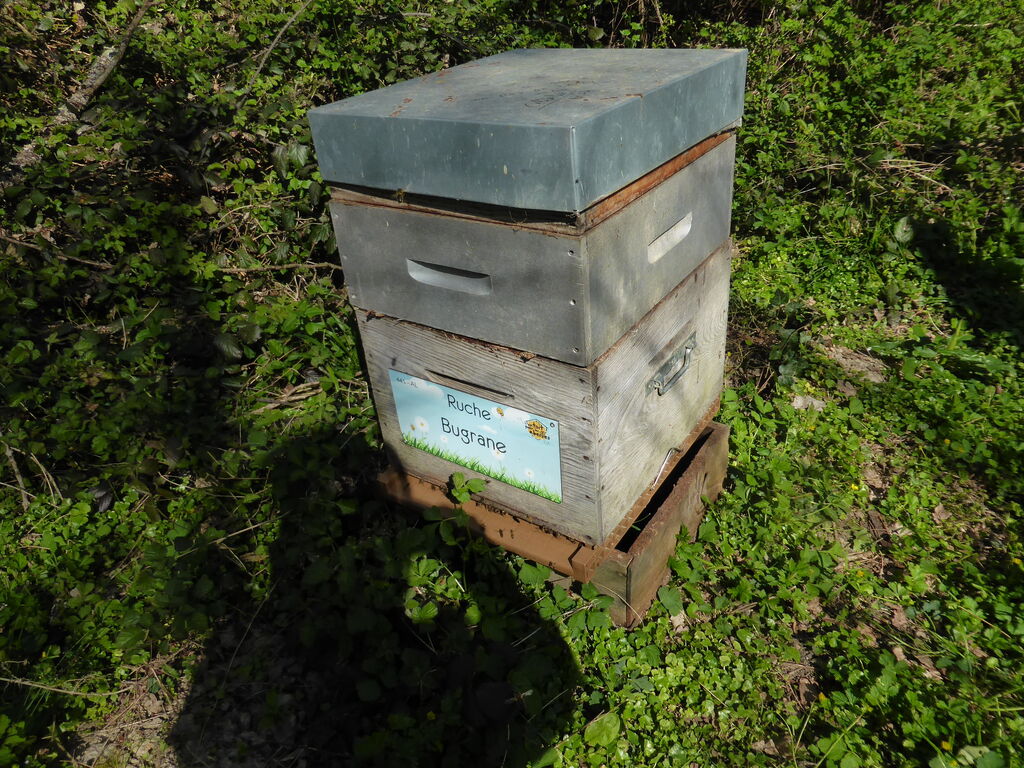 La ruche Bugrane