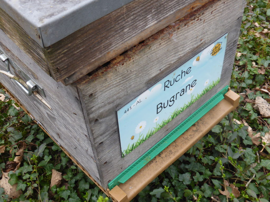 La ruche Bugrane