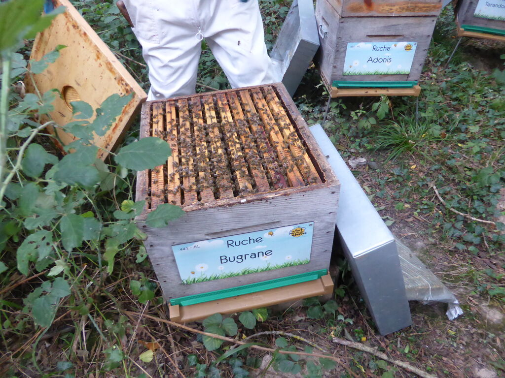 La ruche Bugrane