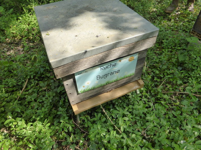 La ruche Bugrane