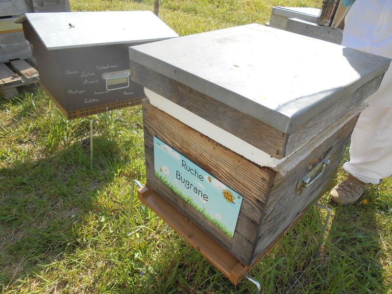 La ruche Bugrane