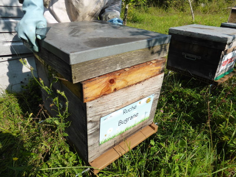 La ruche Bugrane
