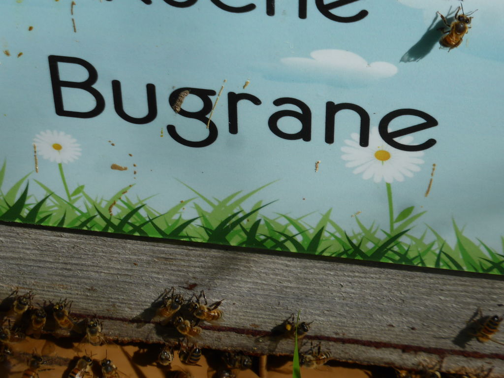 La ruche Bugrane