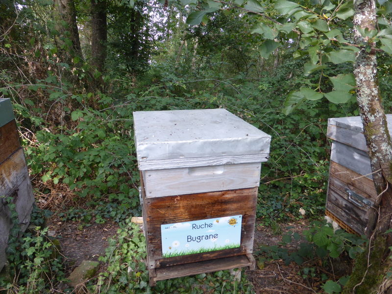 La ruche Bugrane