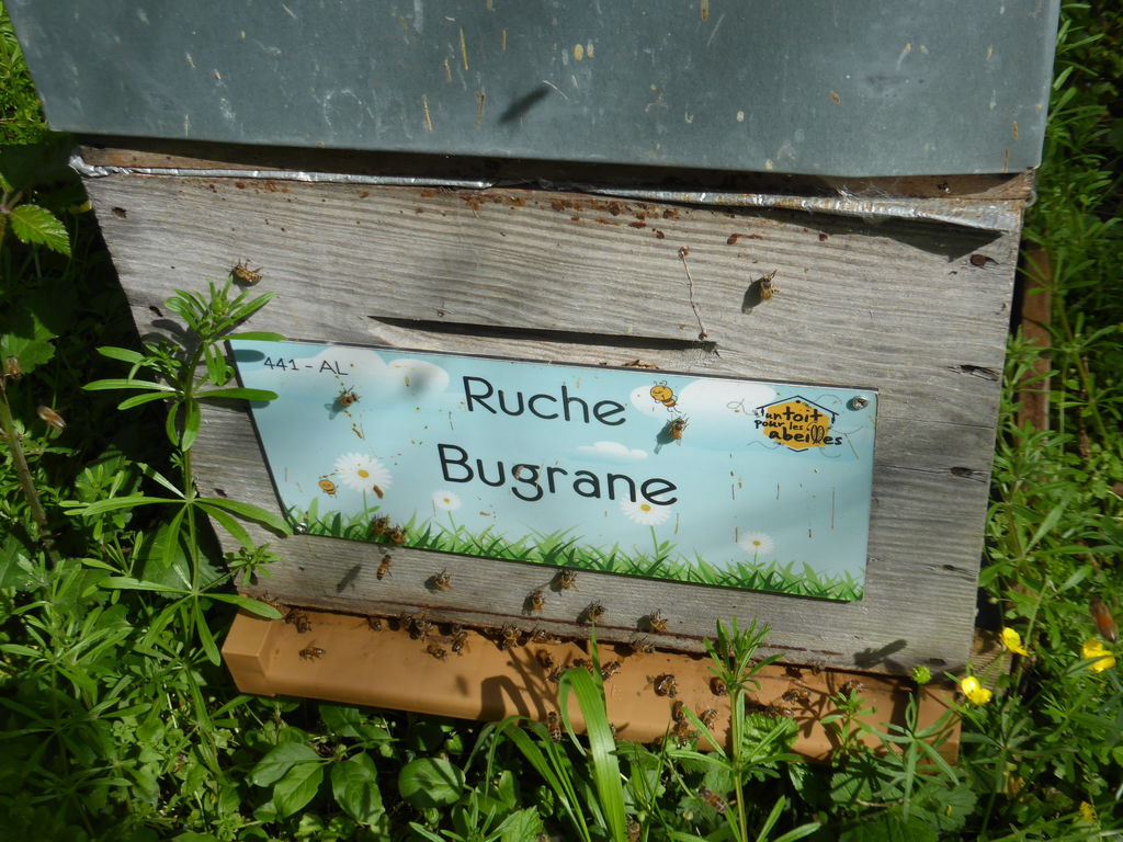 La ruche Bugrane