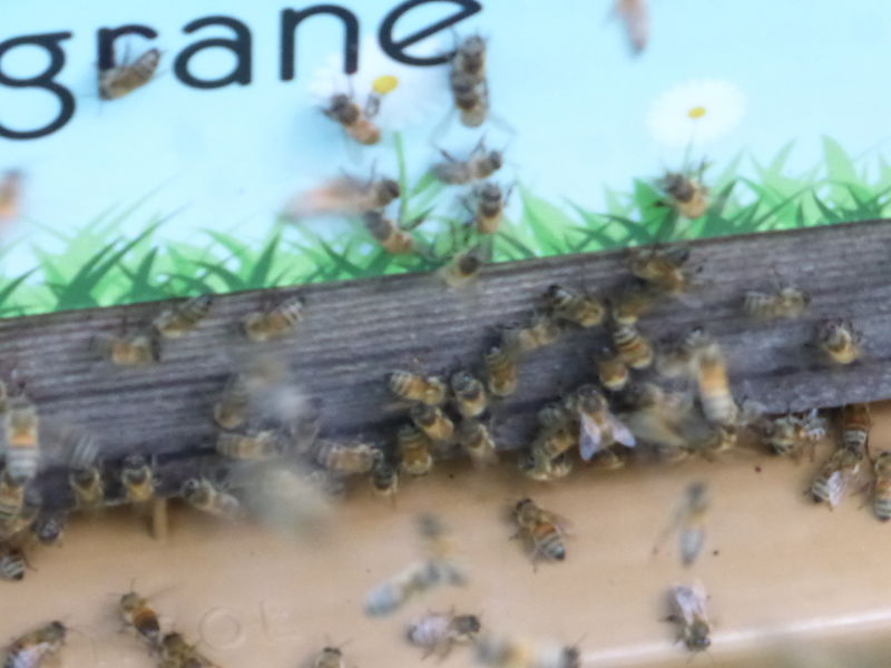 La ruche Bugrane