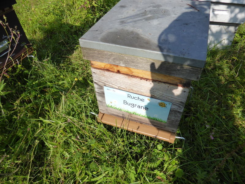 La ruche Bugrane