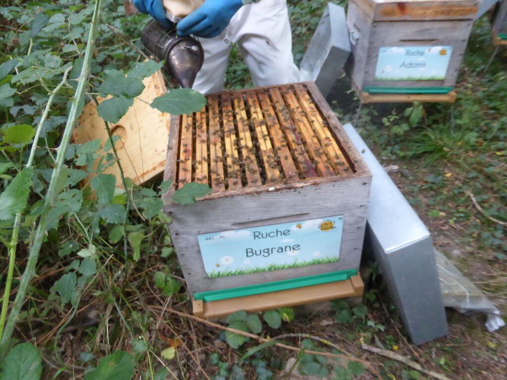 La ruche Bugrane