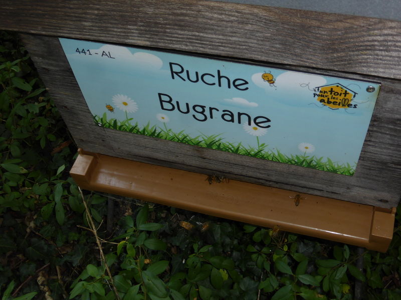 La ruche Bugrane