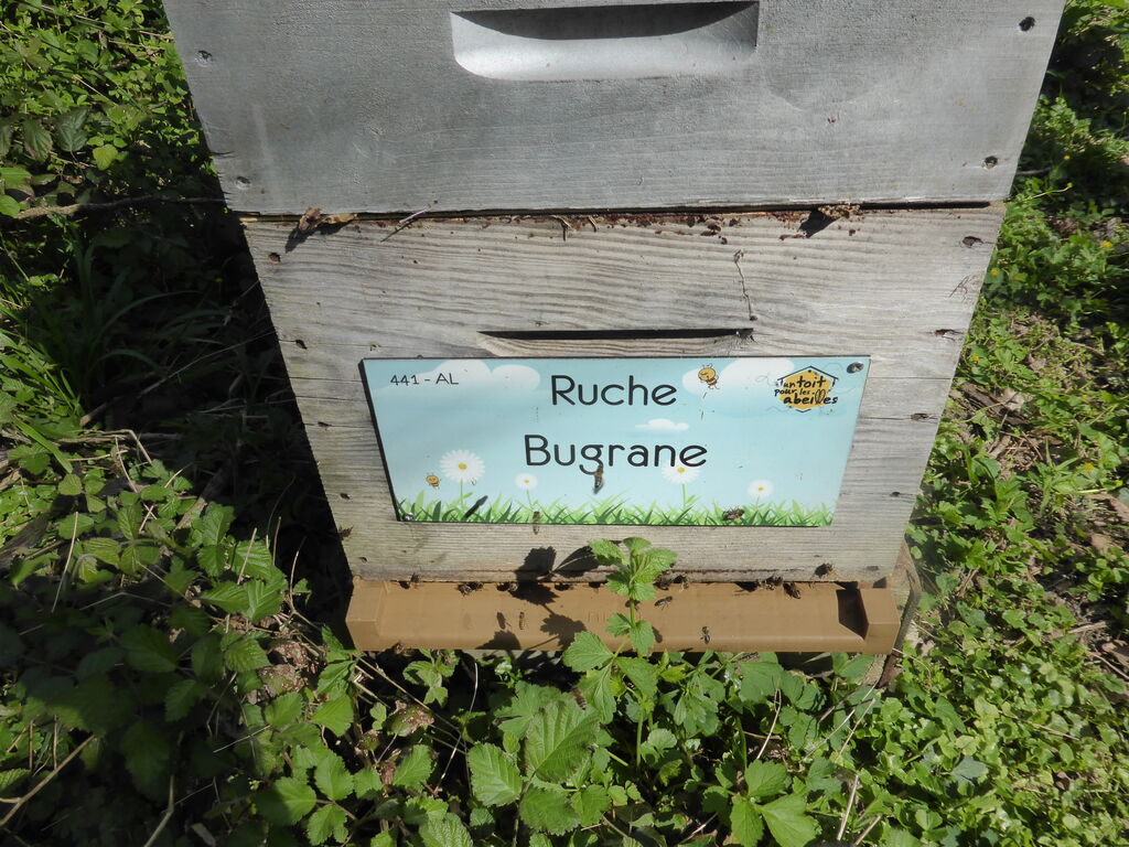La ruche Bugrane