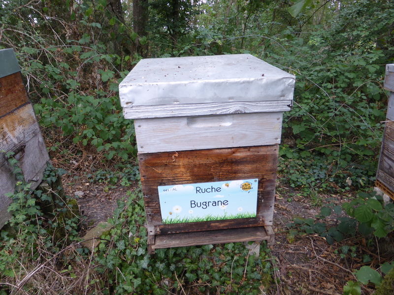 La ruche Bugrane