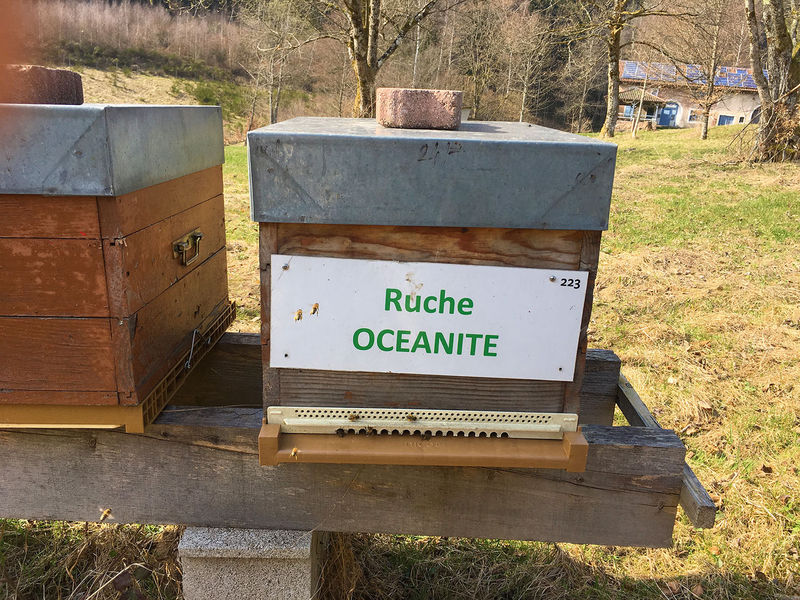 La ruche Océanite