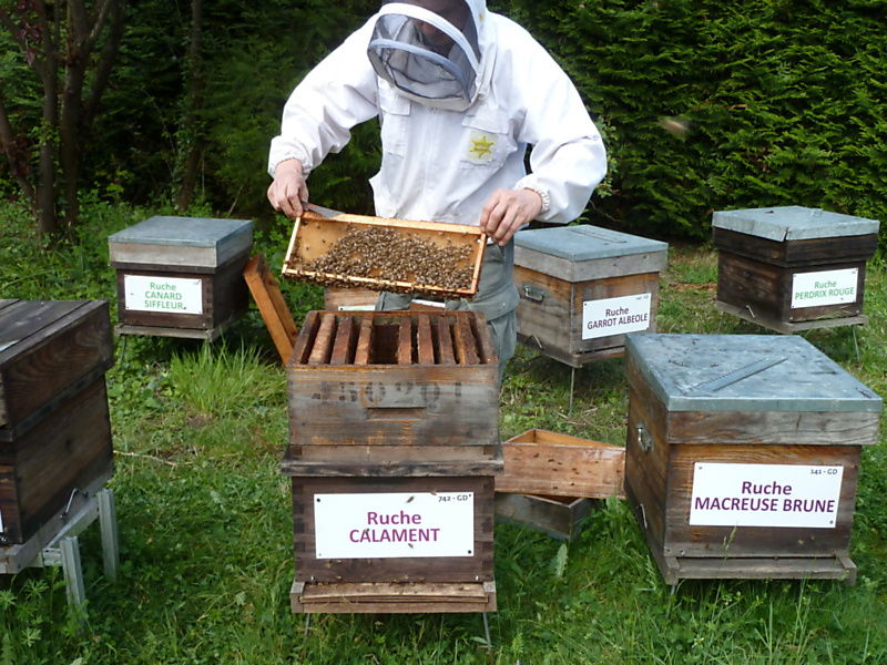 La ruche Calament