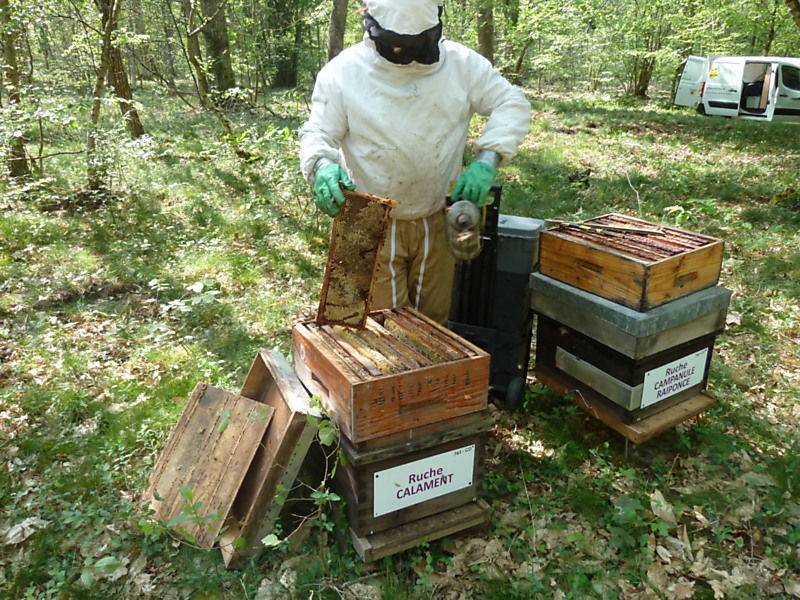 La ruche Calament