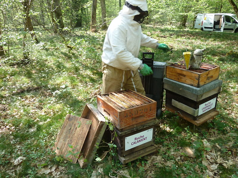 La ruche Calament