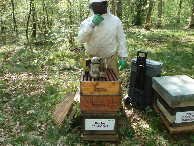 La ruche Calament