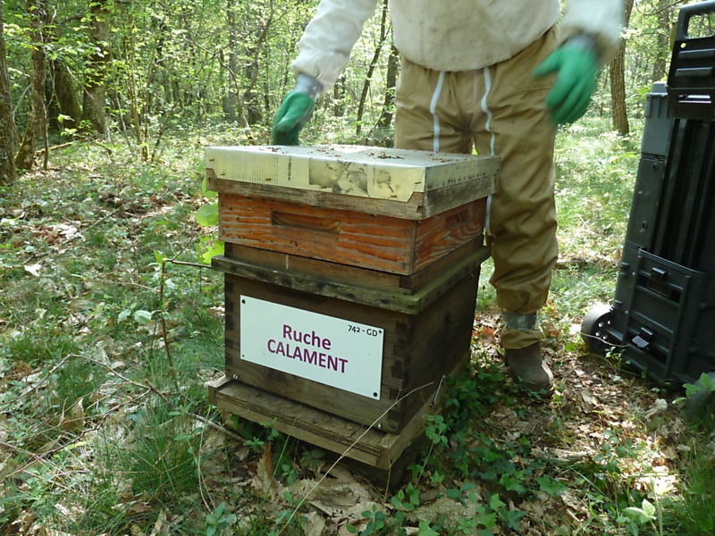 La ruche Calament