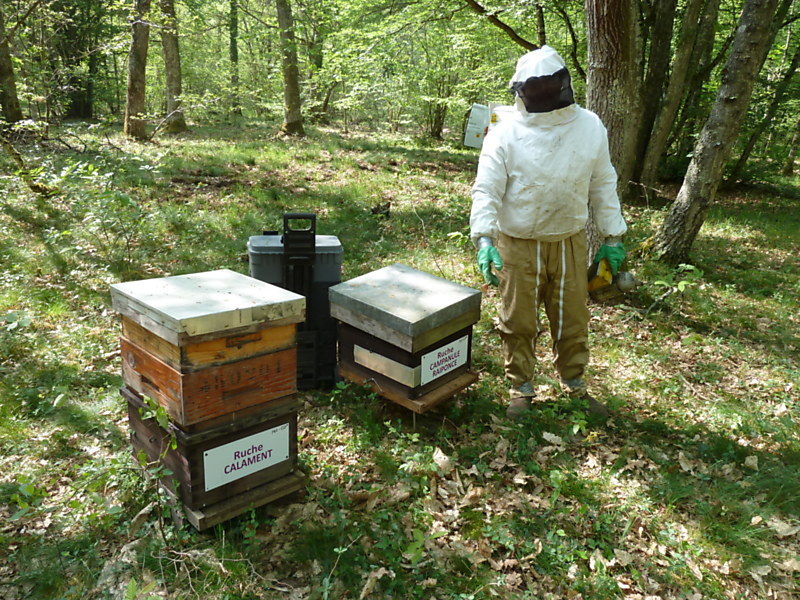 La ruche Calament