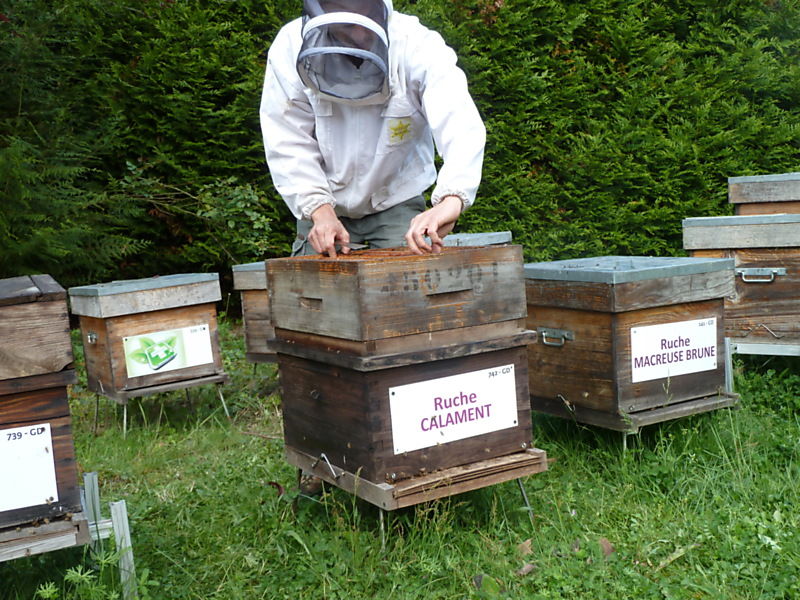 La ruche Calament