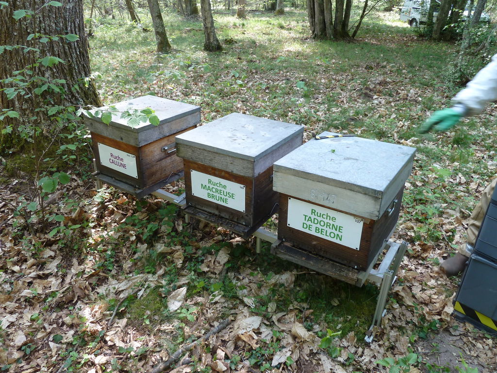 La ruche Callune