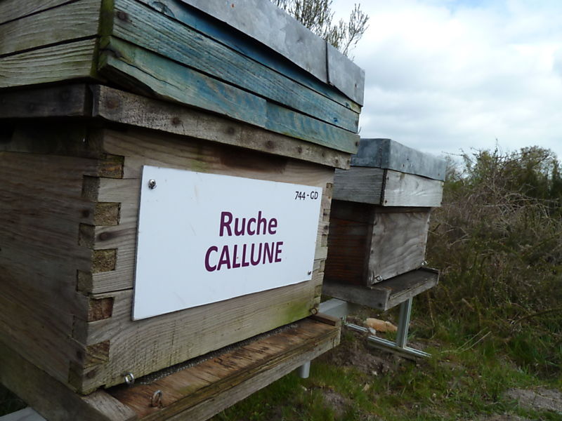 La ruche Callune