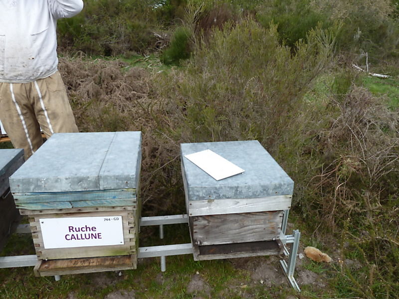 La ruche Callune
