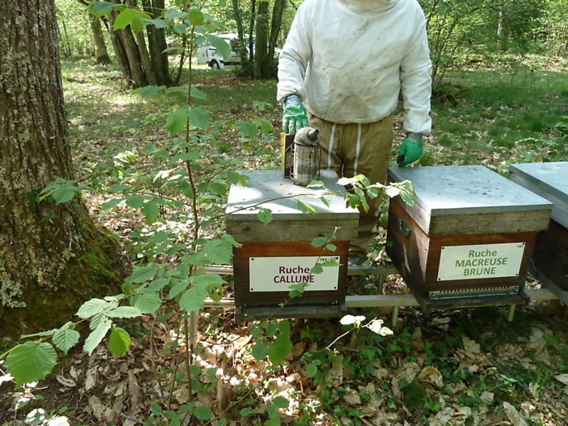 La ruche Callune
