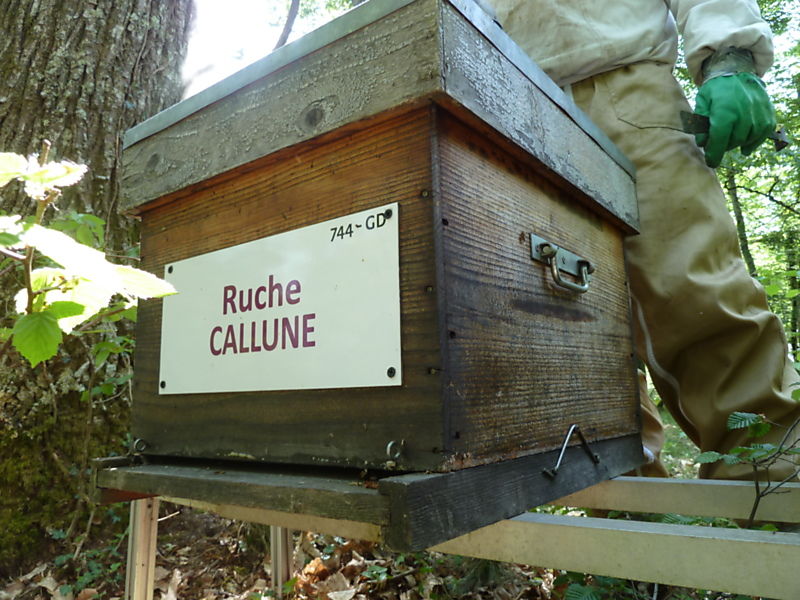 La ruche Callune