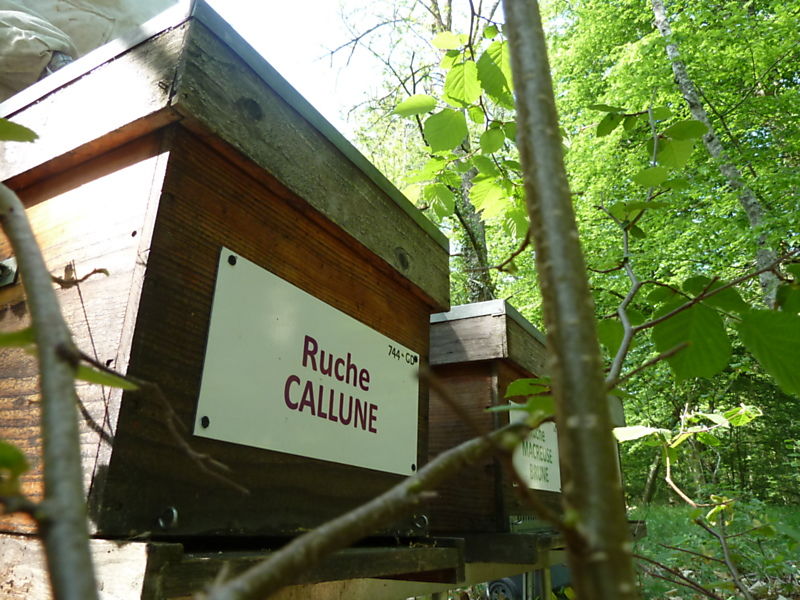 La ruche Callune