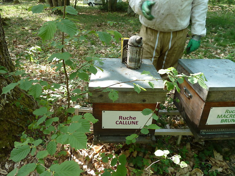 La ruche Callune