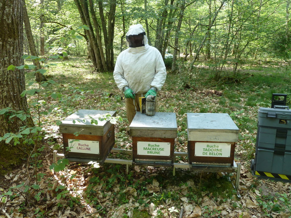 La ruche Callune
