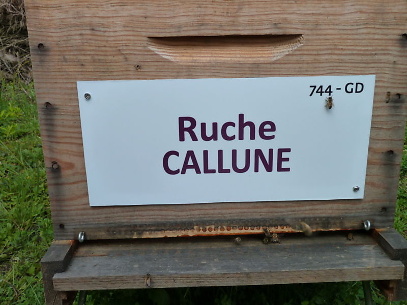 La ruche Callune