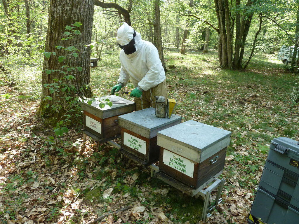 La ruche Callune