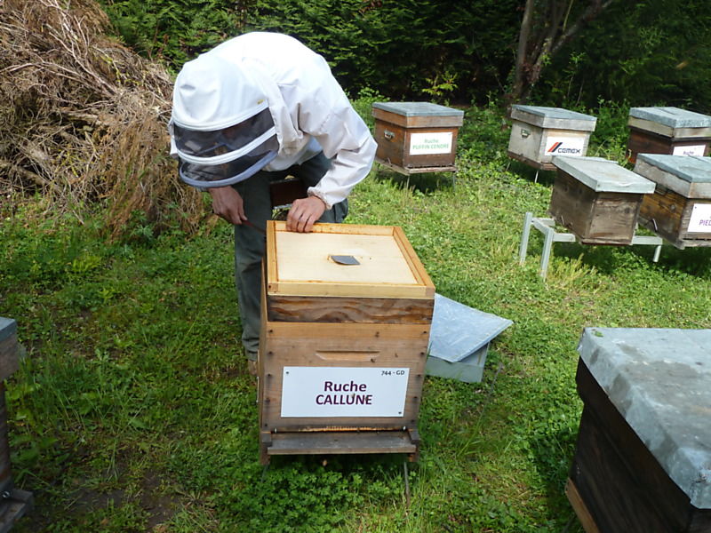 La ruche Callune