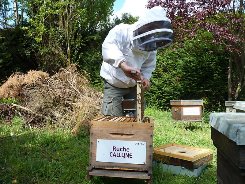 La ruche Callune