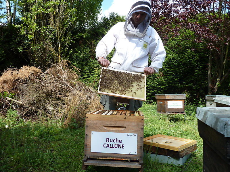 La ruche Callune