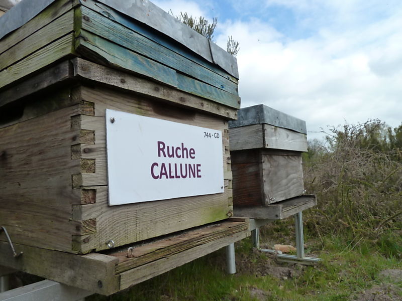 La ruche Callune