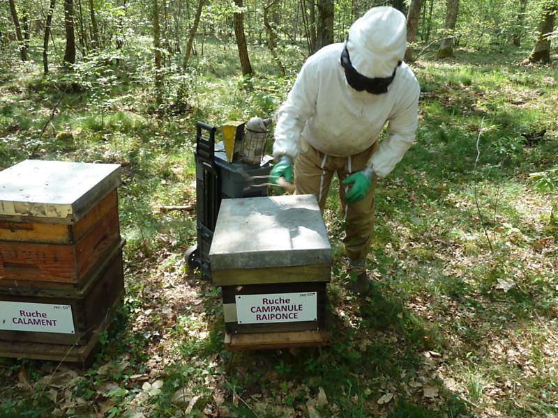 La ruche Campanule raiponce