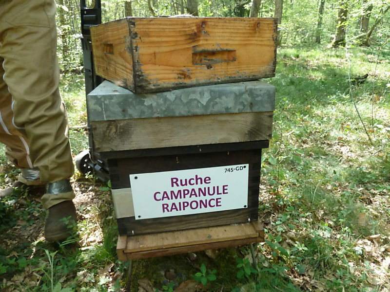 La ruche Campanule raiponce